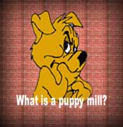 Welcome, here is where you can learn more about puppie mills.